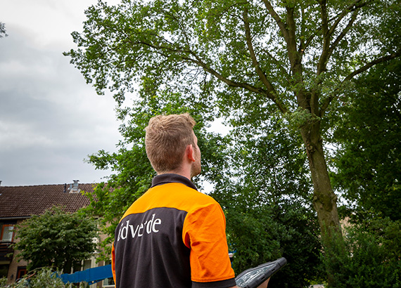 Boominspectie Oldenzaal