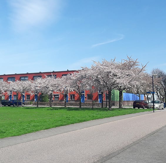 wijk met bomen in bloesem