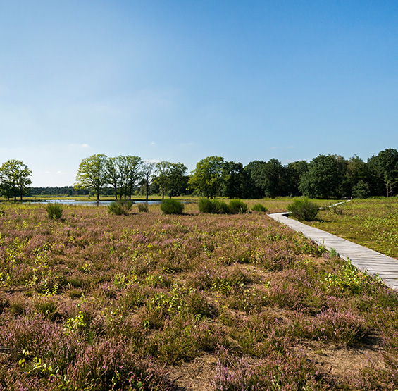 Natuurgebied met bloeiende heide