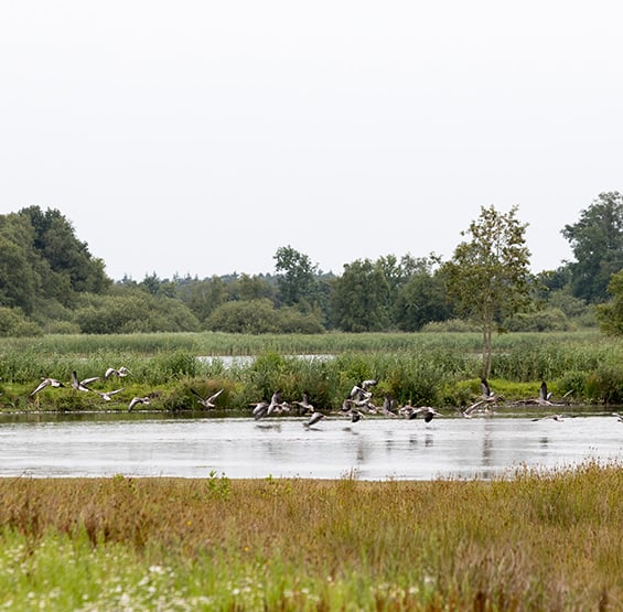 Vogels in natuururgebied
