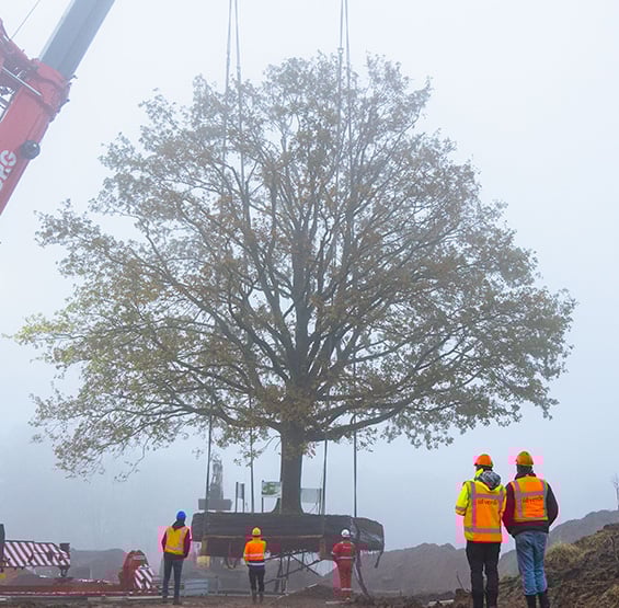 Boomverplanting Raalte