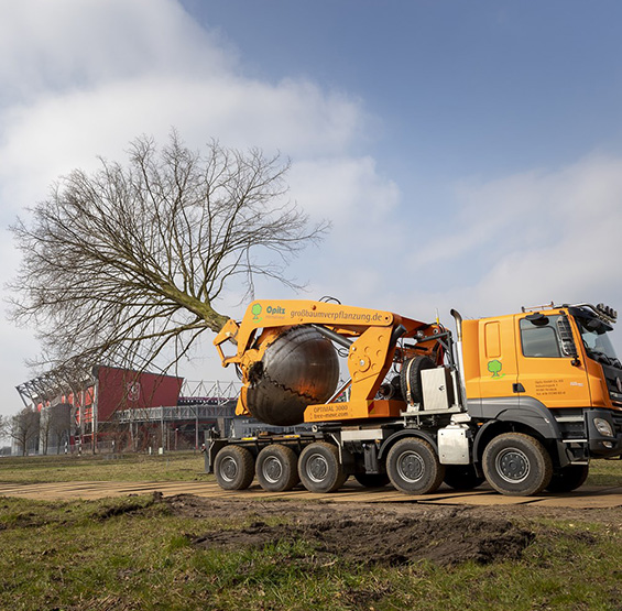 Boomverplanting optimal3000 Enschede
