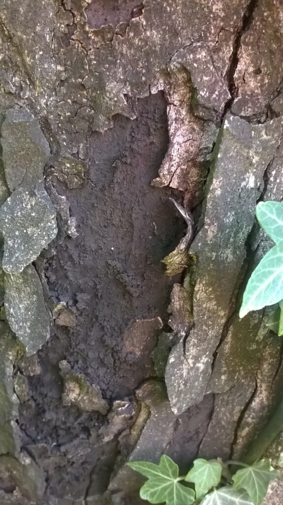 Idverde img
