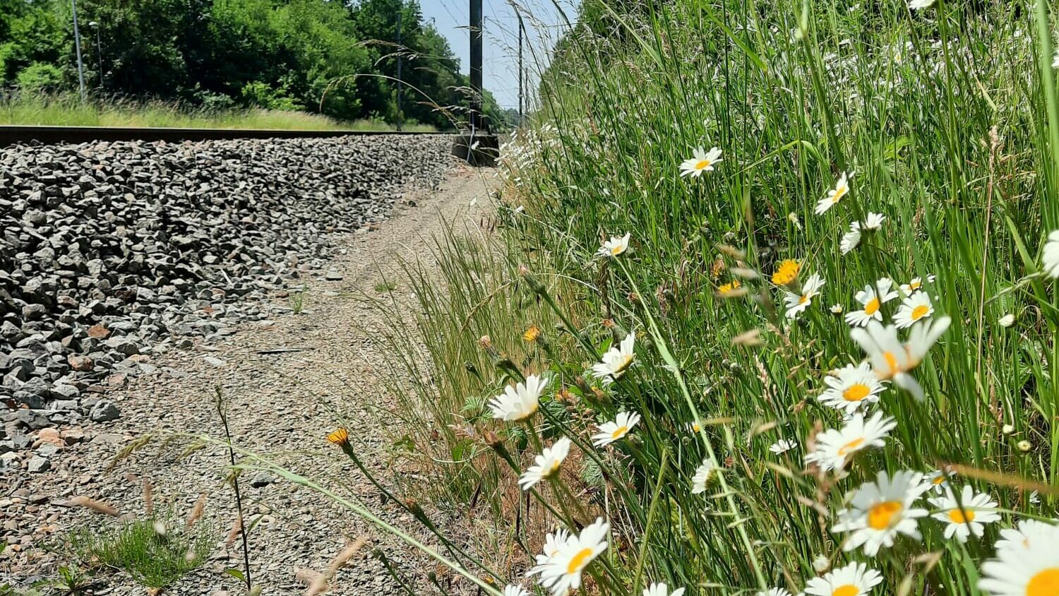 Spoorbermen Prorail