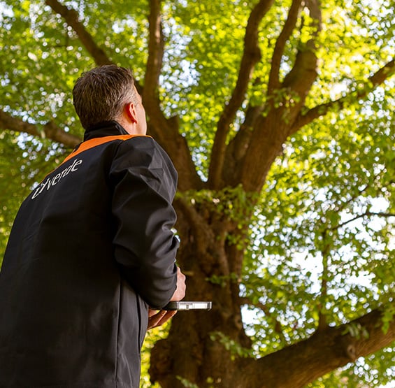 Bomen berekenen met i-Tree