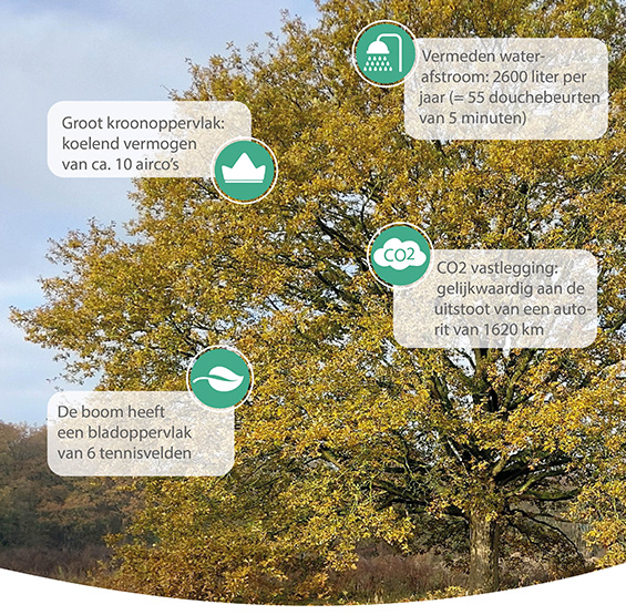 Baten van bomen berekenen met i-Tree