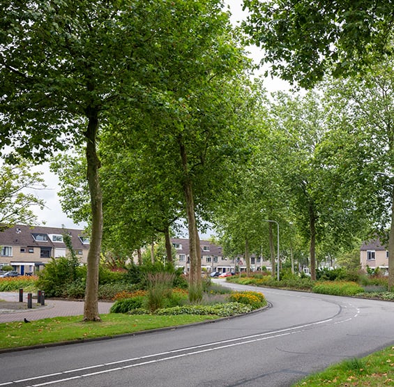 Laan met bomen