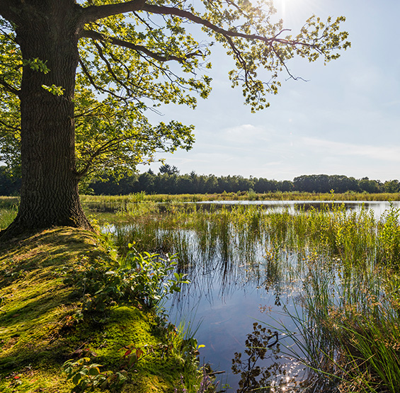 Programmatische groen- en natuurplannen