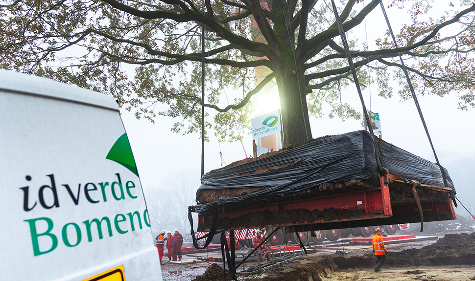 Raalte boomverplanting
