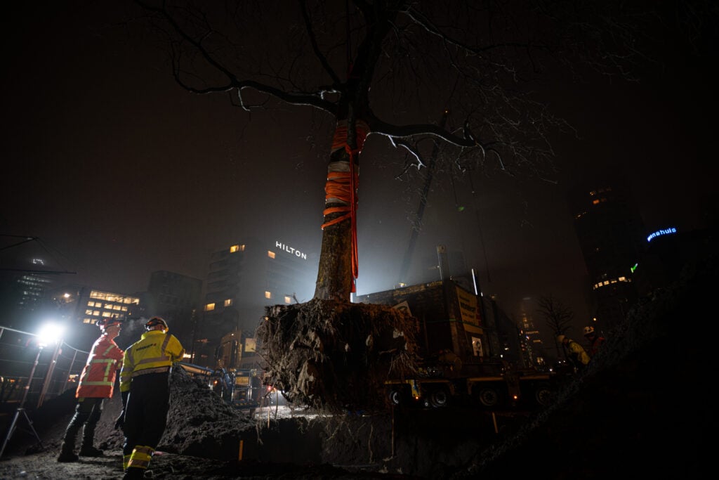 Boomverplanting Hofplein Rotterdam