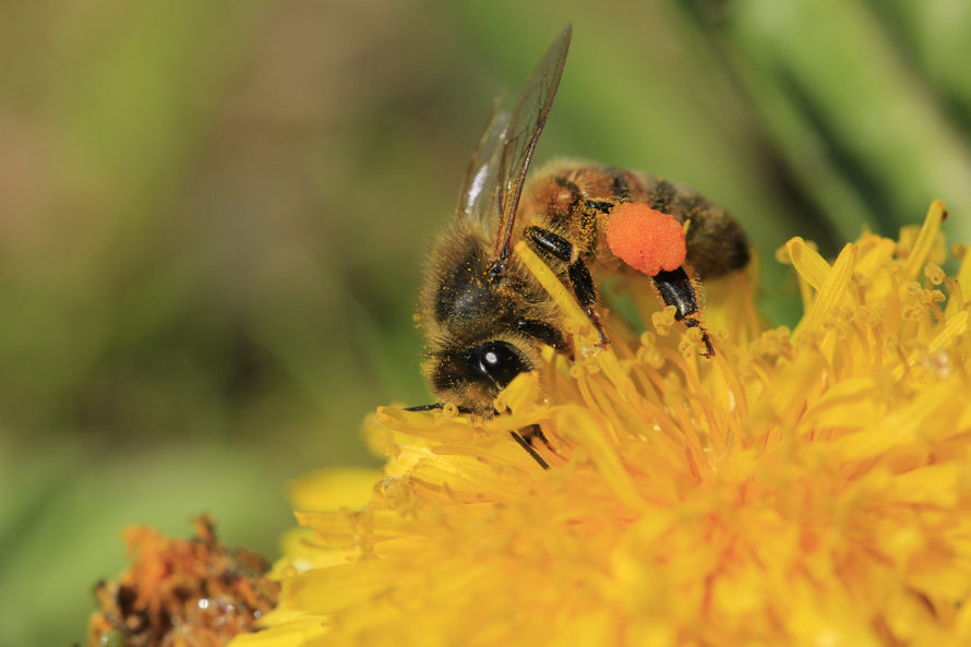 de groenzoom, natuurexcursie, honingbij