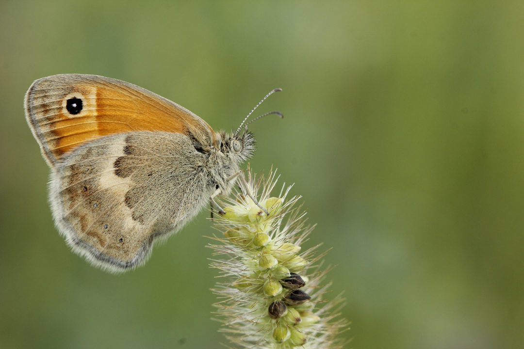 Hooibeestje - © Cor Noorman