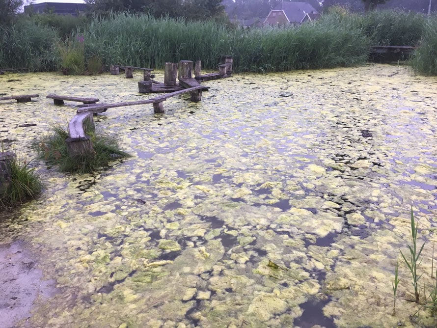 Floating algae beds (flab), © gemeente Bronckhorst.