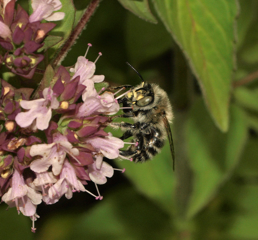 Kattenkruidbij (Anthophora quadrimaculata) op wilde marjolein (© Line Sabroe).