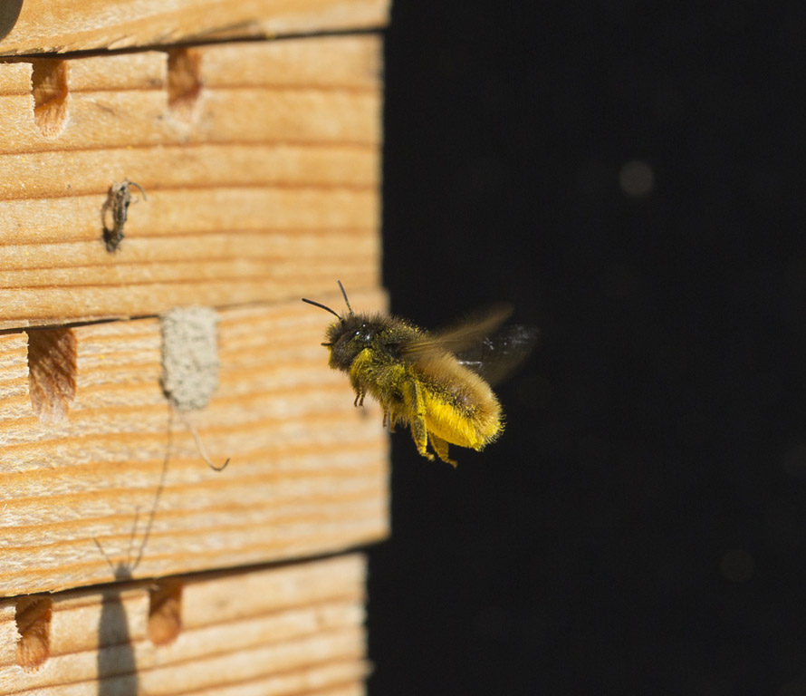 Gehoornde metselbij (Osmia cornuta) draagt stuifmeel naar haar nestje in een bijenhotel (© Yerpo).