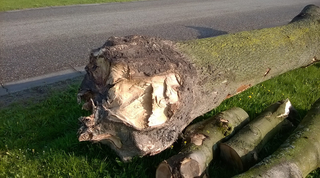 Blog - Oude geënte bomen veel gevaarlijker dan tot nu toe gedacht 2