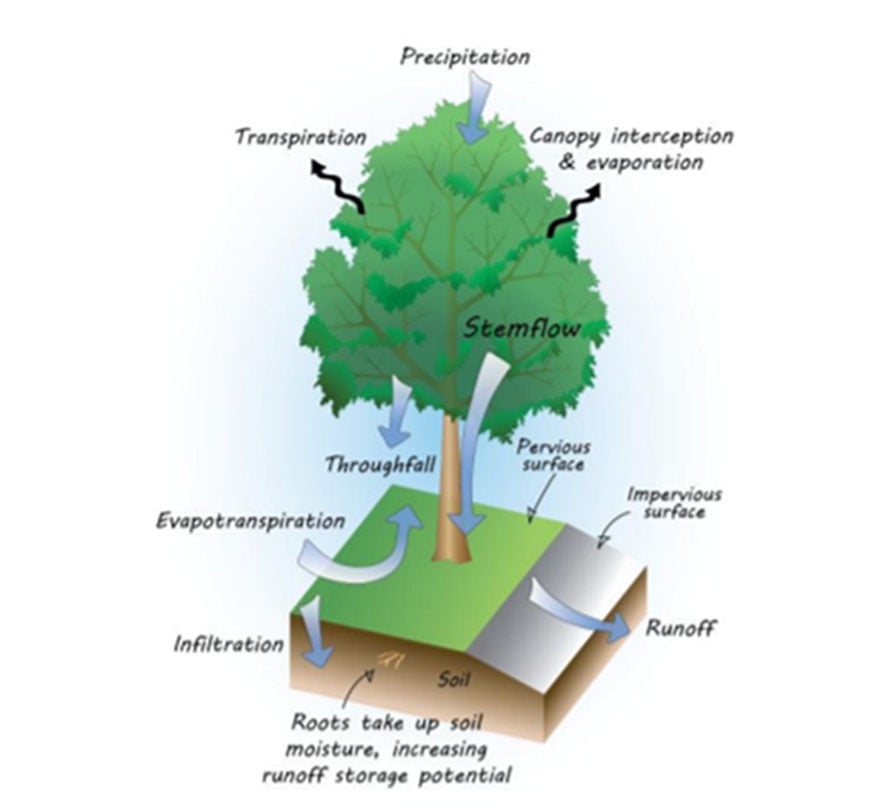 Verschillende waterstromen en hydrologische processen bij een boom