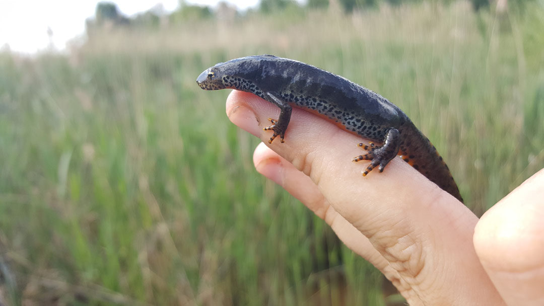 Alpenwatersalamander