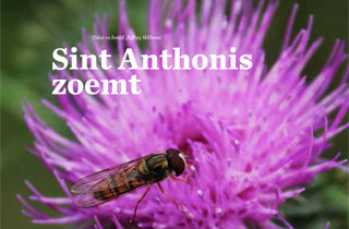 In de media - Sint Anthonis zoemt