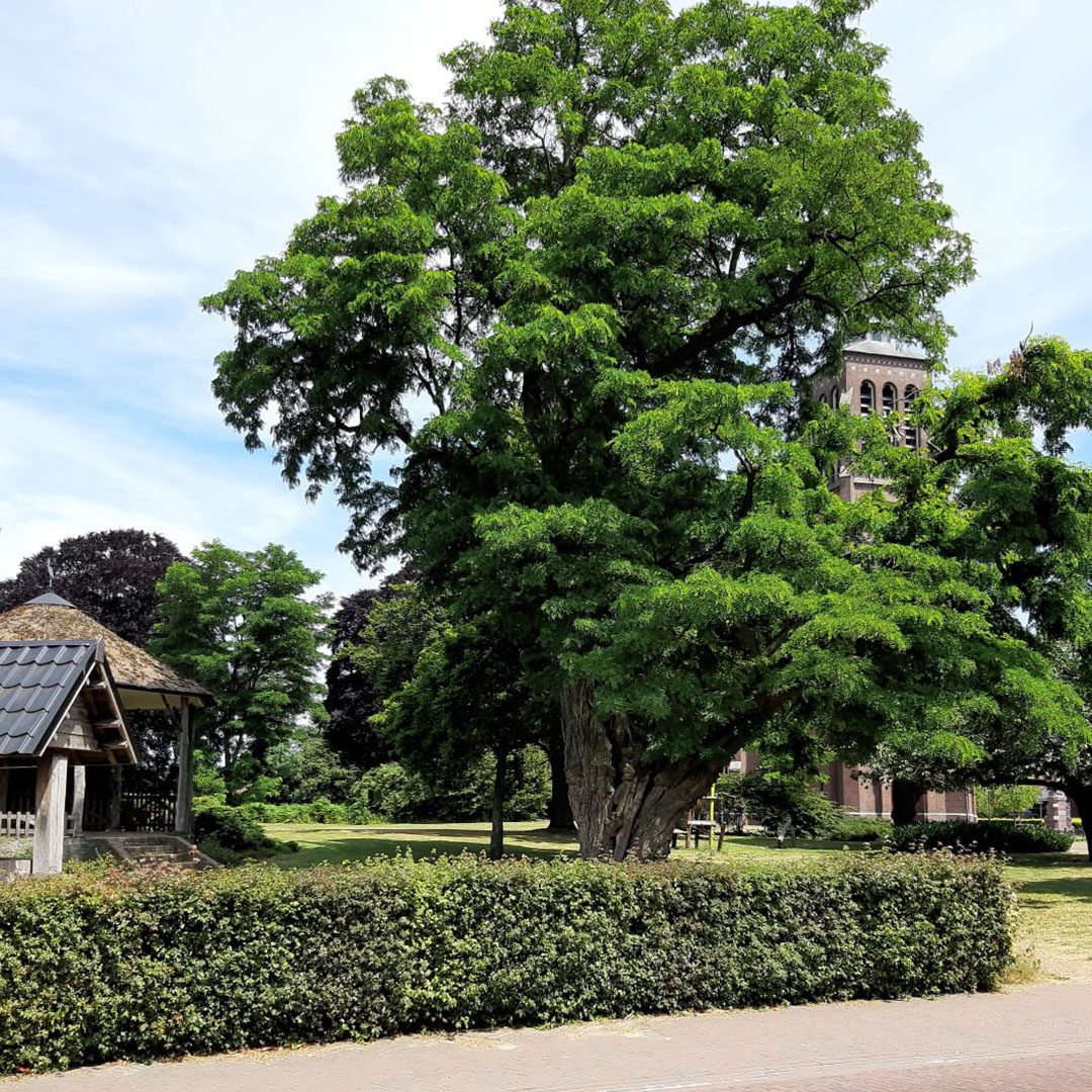 Nieuws - Bomenbeleidpslan Gemeente Meierijstad