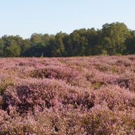 Nieuws - Overzicht - Toezicht houden veengebieden