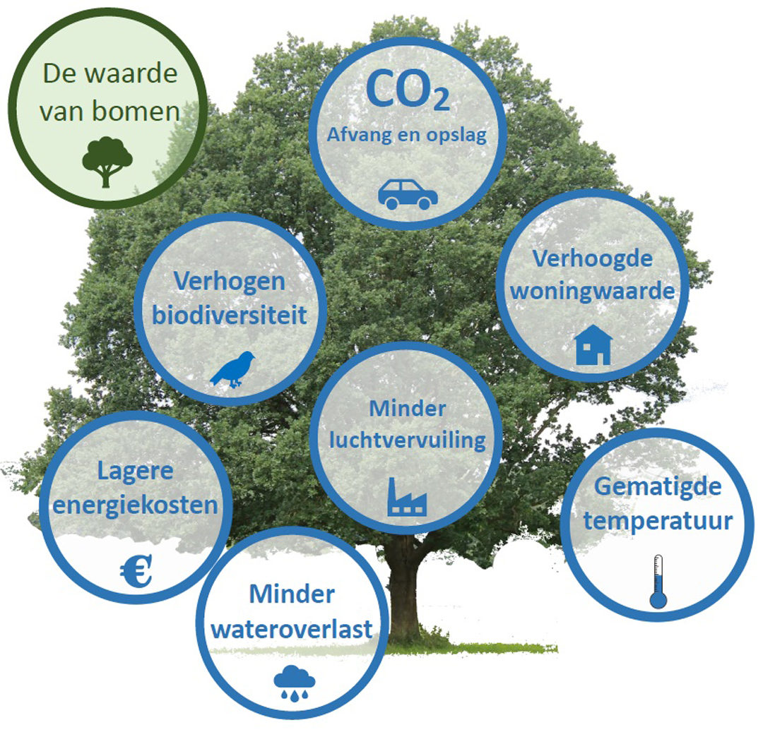Infographic - Storymap Bomenleid Maasgouw