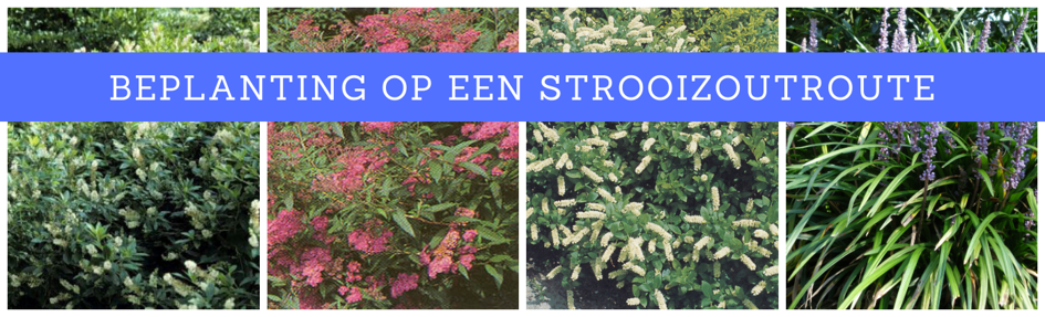 Beplanting op een strooizoutroute