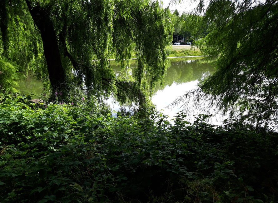 Wandelboslaanvijver in Tilburg