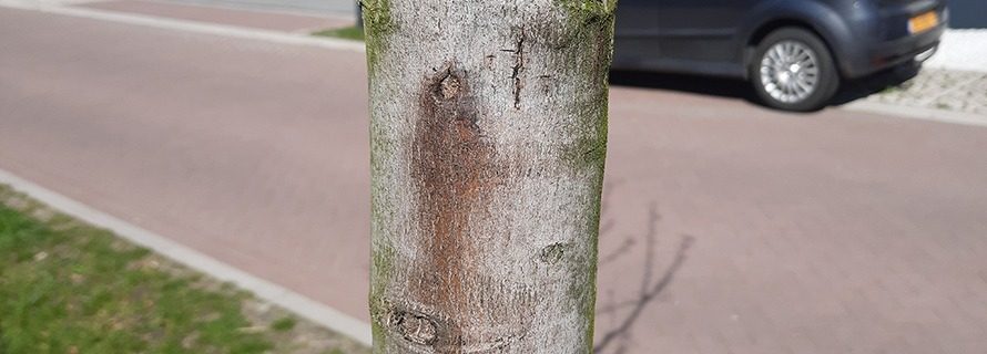 Nieuws - Overzicht - Zonnebrand