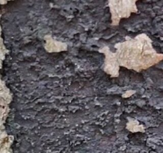 Header - Roetschorsziekte