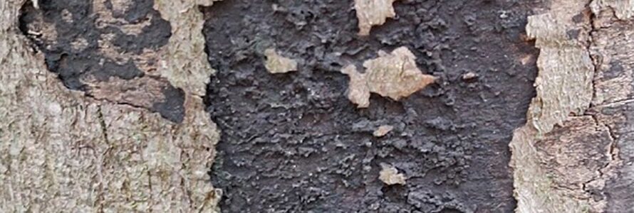 Header - Roetschorsziekte