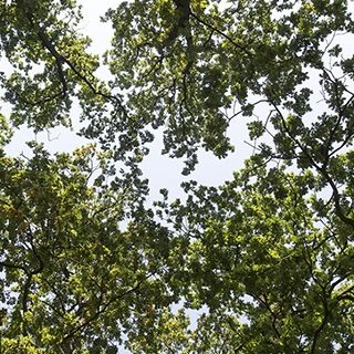 Overzicht - Masterclass i-Tree