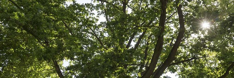 Header - Groeiplaatsverbetering