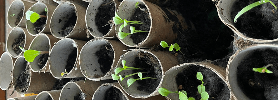 Moestuin Miriam Spermon