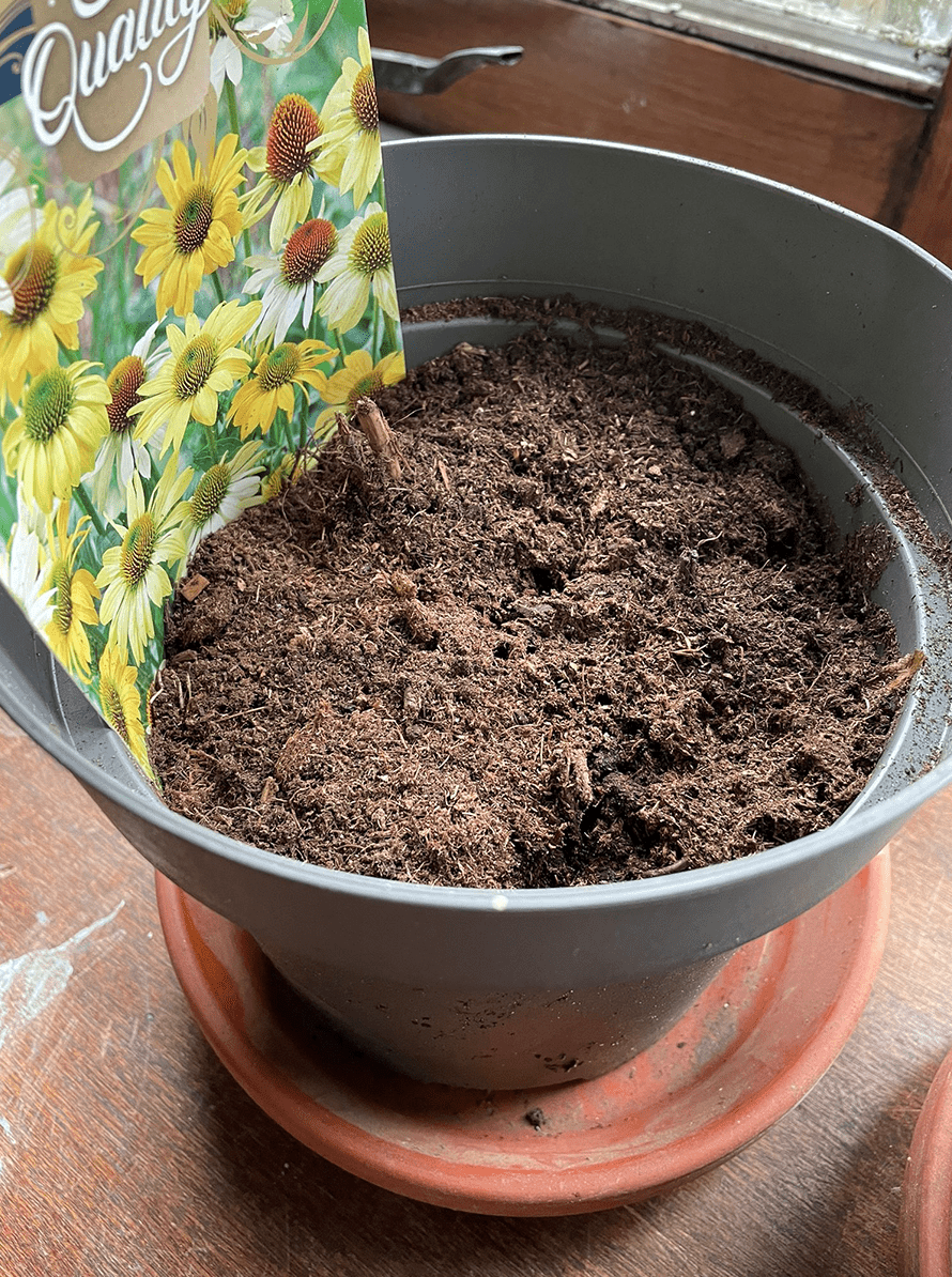 Echinacea vorotrekken in pot