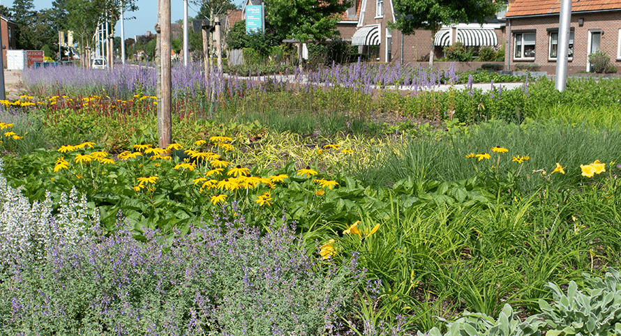 Beplanting in Raalte