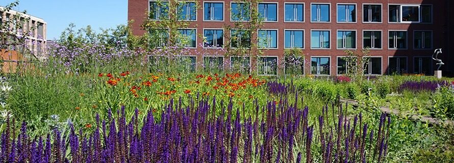 Daktuin Essent