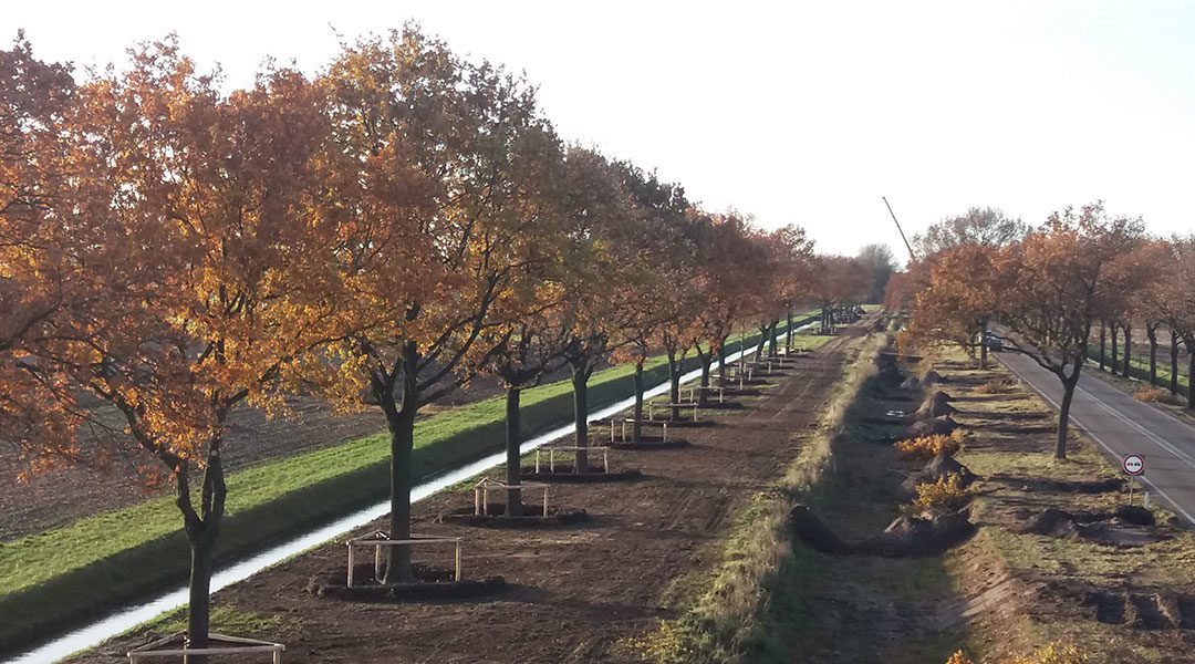 Verplanting 120 bomen bij N366 door BTL Bomendienst