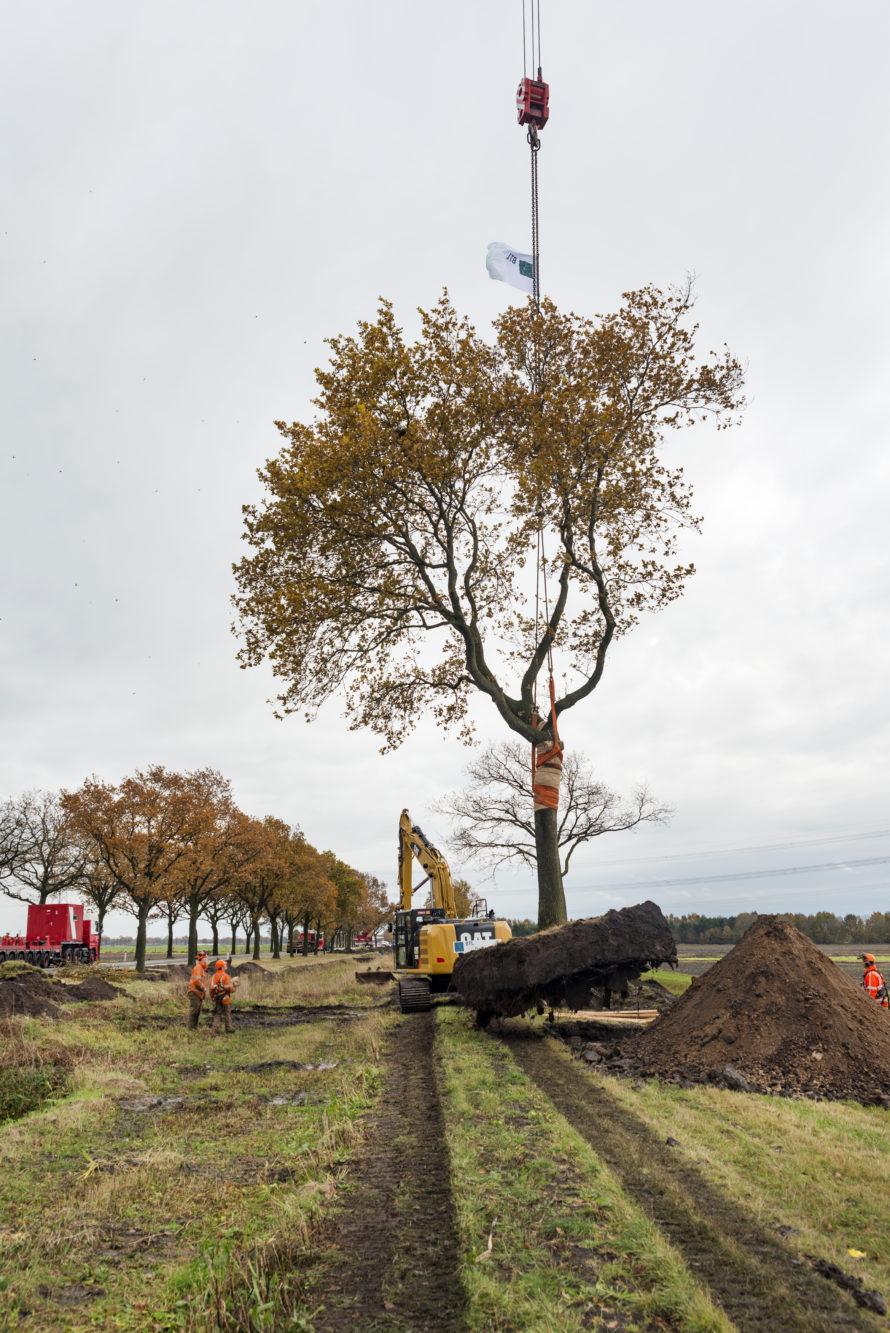 project - verplanten bomen n366 -1