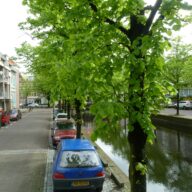 nieuws - Bestrijding van bladluizen continu in ontwikkeling