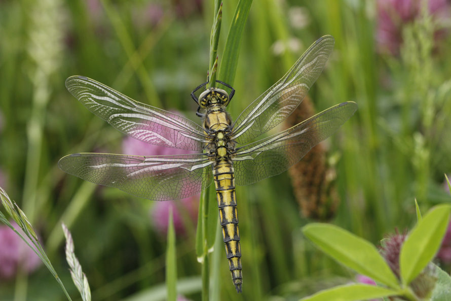 de groenzoom, natuurexcursie, libel